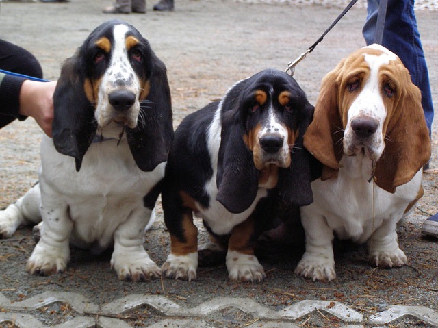 Como cuidar de um Basset Hound