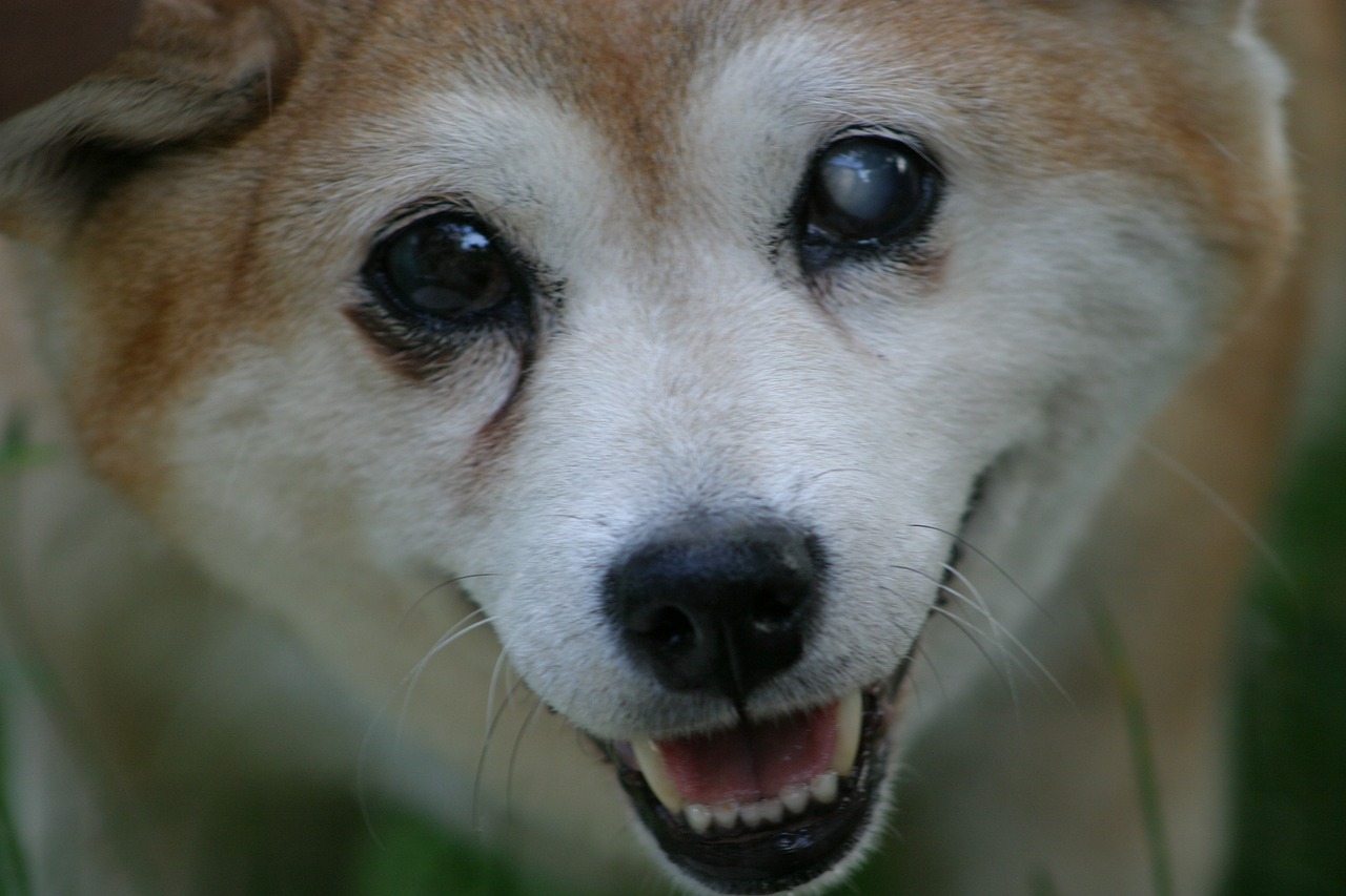 Como cuidar de um cão cego