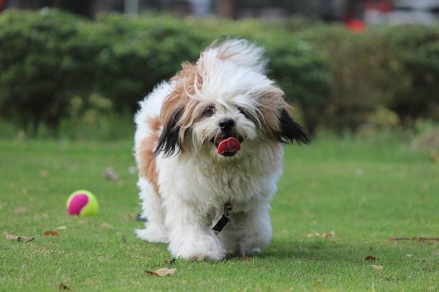 Como cuidar de um Lhasa Apso