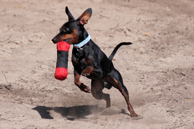 Como cuidar de um Pinscher Miniatura