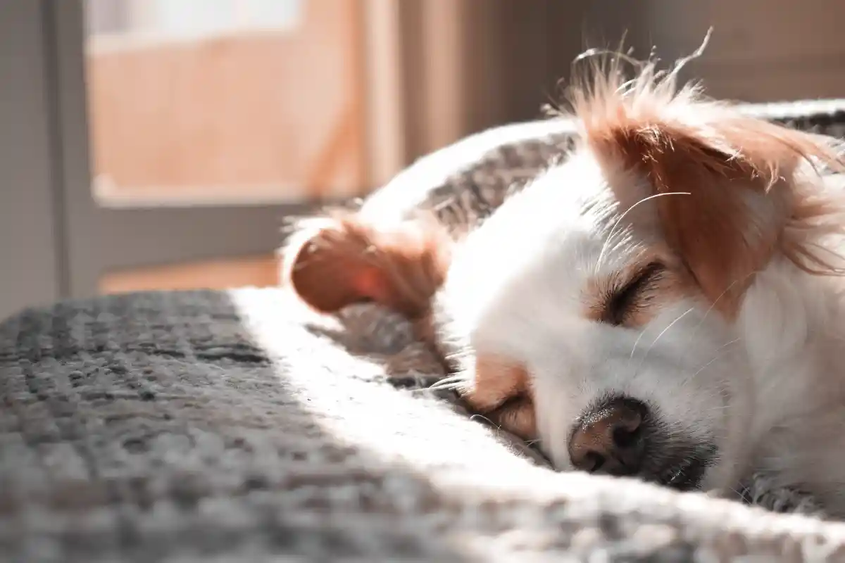 Como escolher a melhor cama para o seu cachorro [ GUIA COMPLETO ]