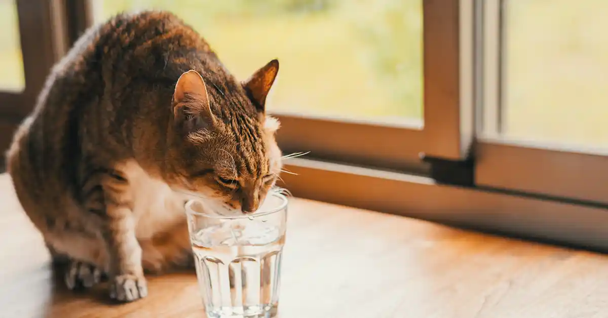Como fazer meu gato beber mais água?
