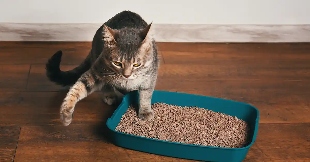 Como fazer meu gato usar o caixa de areia?