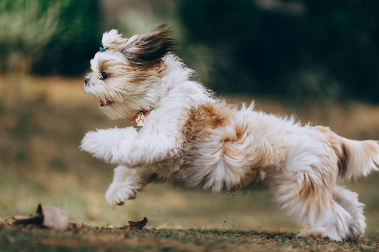 Como impedir que seu cão pule