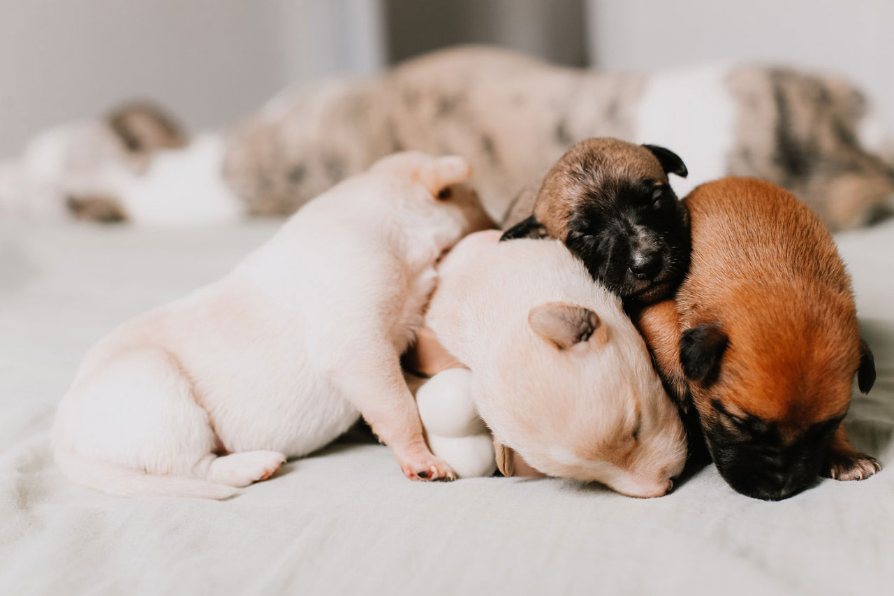 Como melhorar a qualidade do sono do seu cão