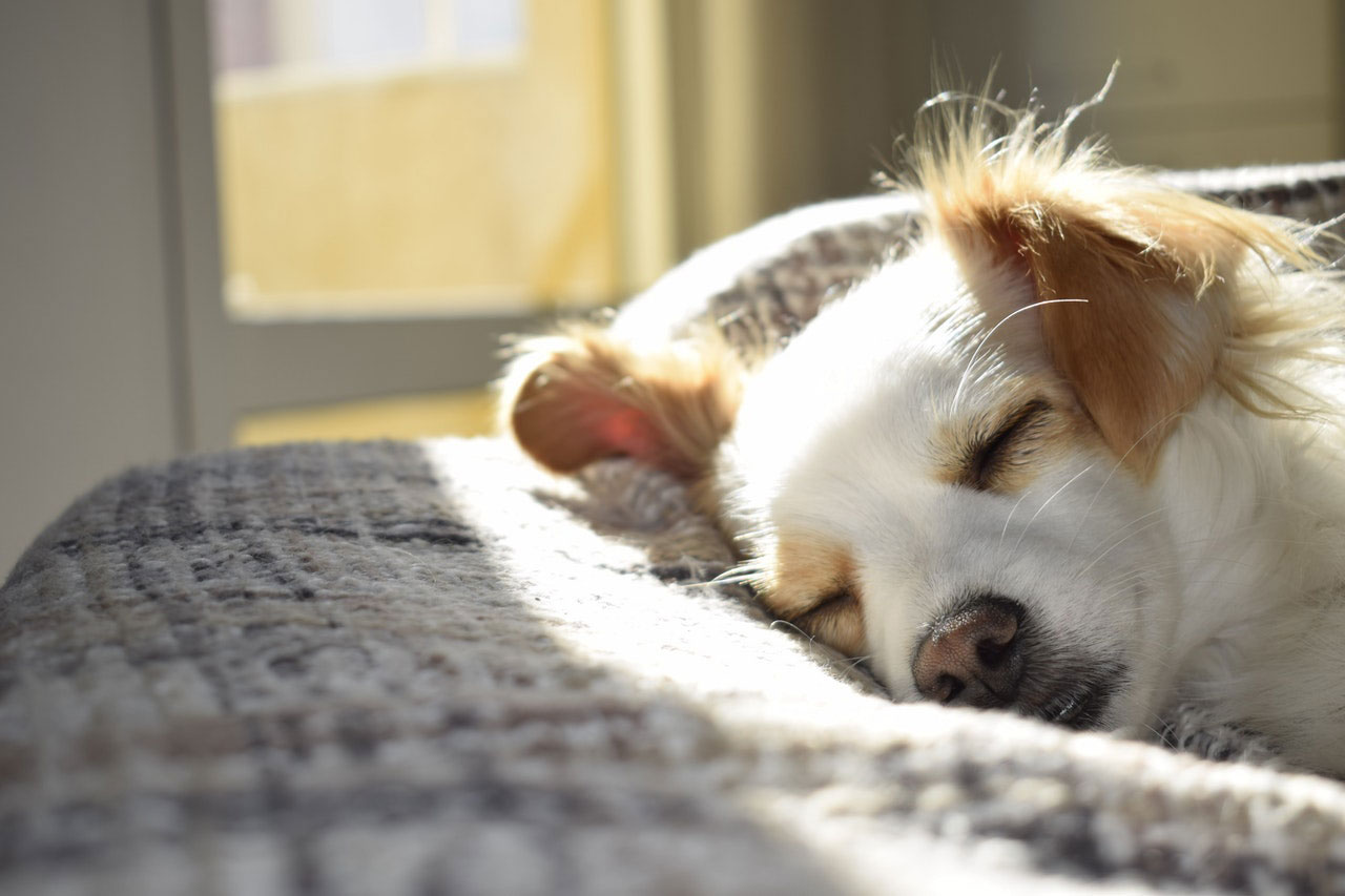 Como parar a diarreia em cães