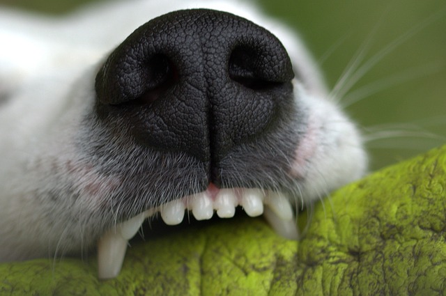 Como posso manter os dentes saudáveis do meu cachorro? 