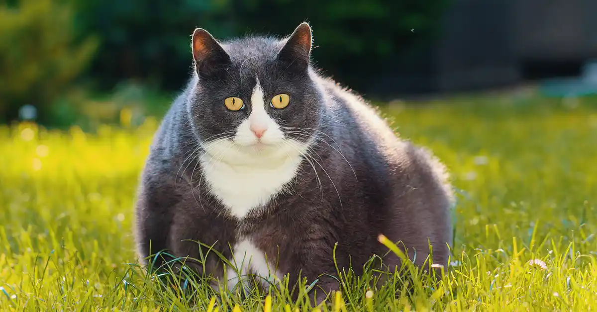 Como saber se meu gato está com sobrepeso?