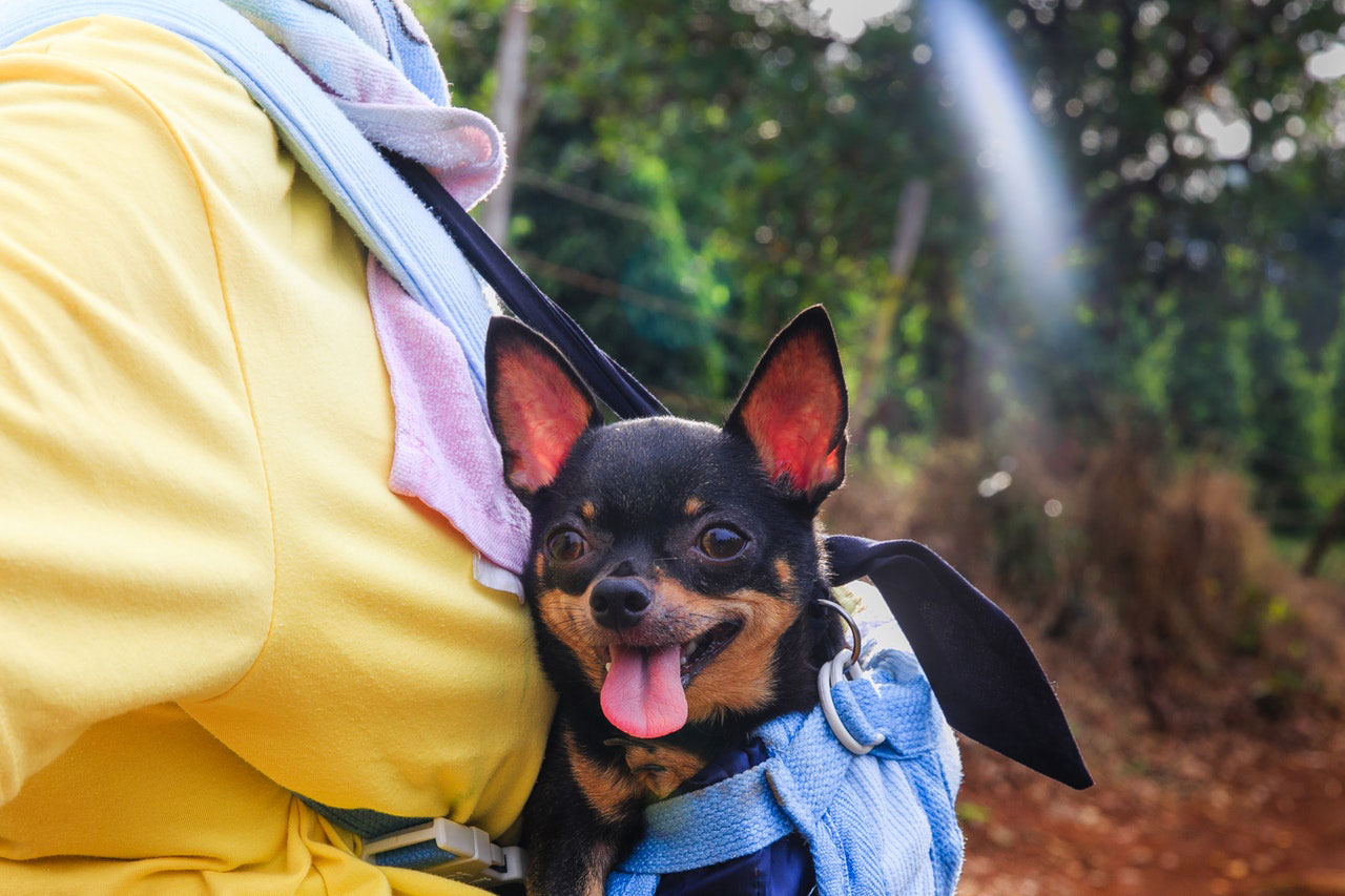 Como voar com um cão