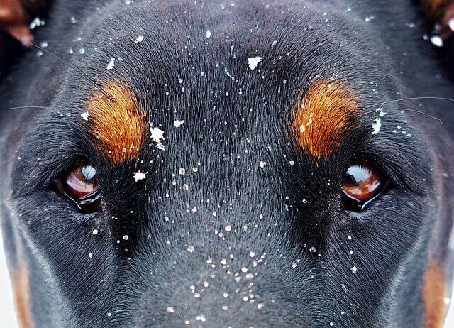 Conjuntivite em Cães - Causas e Sintomas