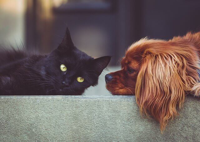 Constipação em cães