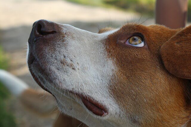 Convulsões e alergia alimentar severa nos cães