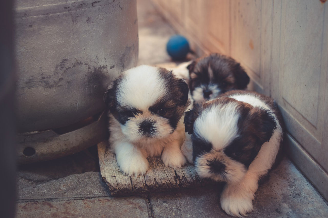 Crescimento atrasado em filhotes de cães | Principais Causas