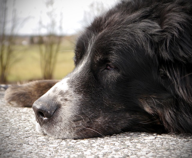 Cuidado com os sinais de problemas de saúde em cães mais velhos