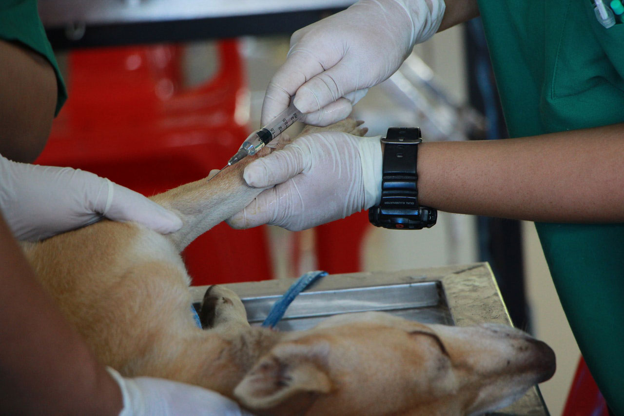 Cuidados com Incisões Cirúrgicas em Cães