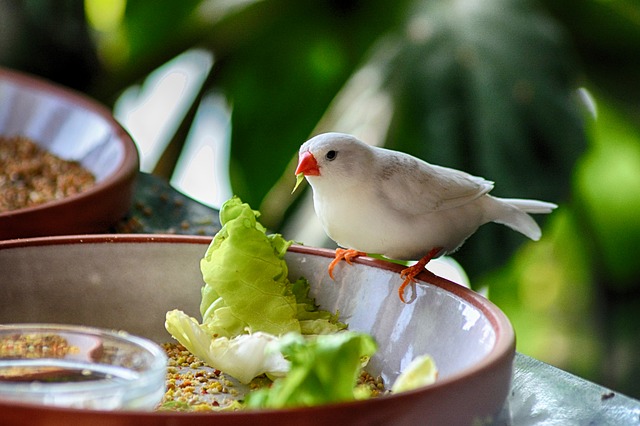 Deficiência de vitamina A em aves