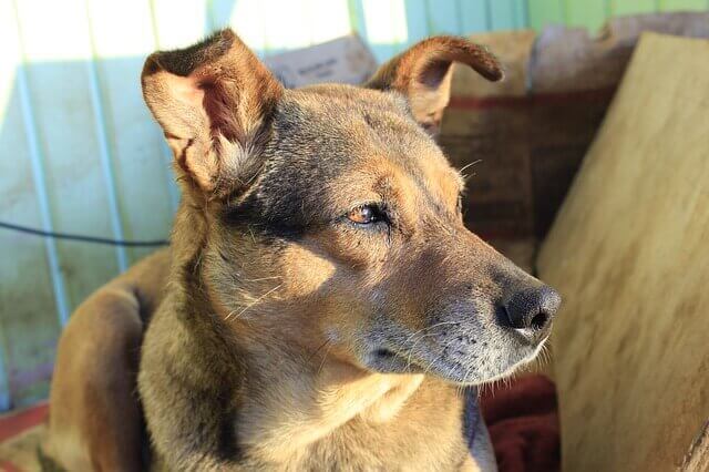 Degeneração da espinha em cães