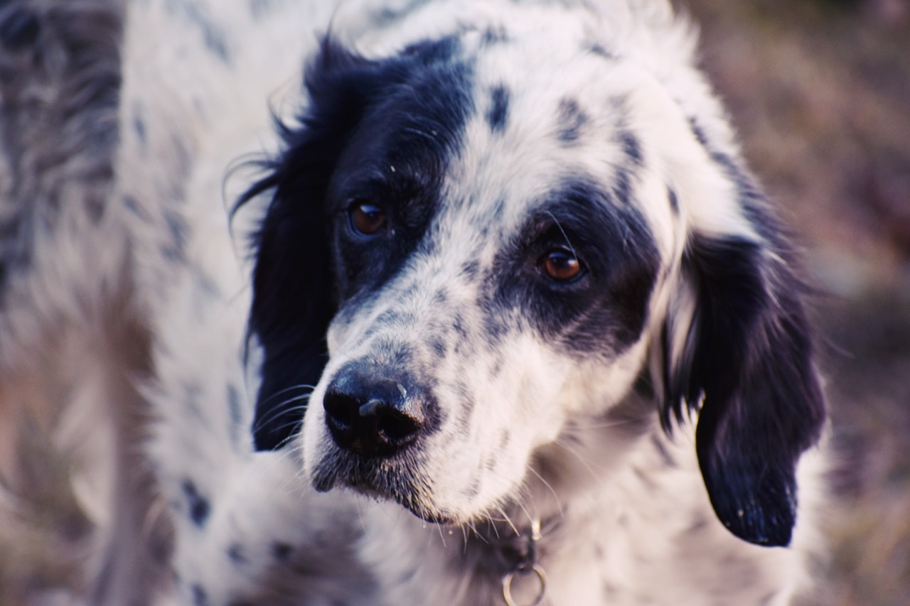 Dermatite atópica em cães relacionada ao alimento