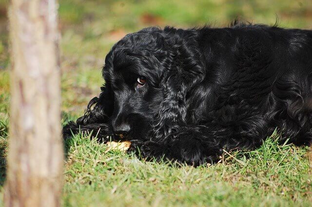 Dieta Suave para Cães com Diarreia