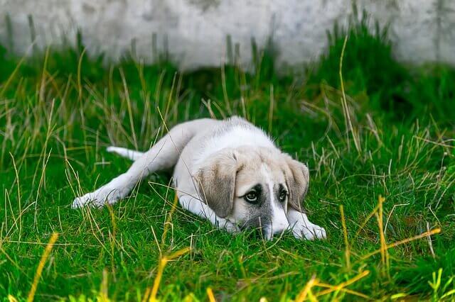 Discoespondilite em cães: infecção nas costas