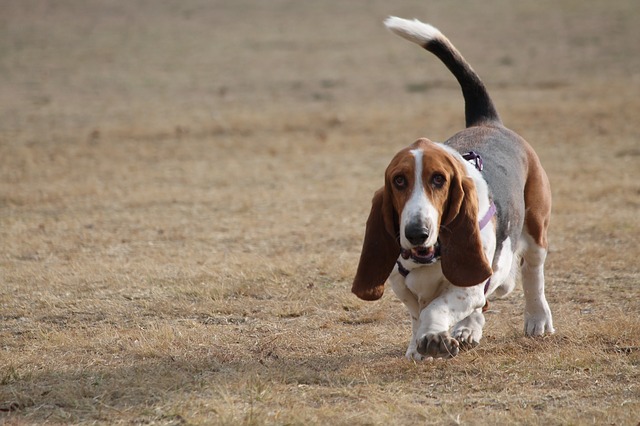 Discondroplasia em cães