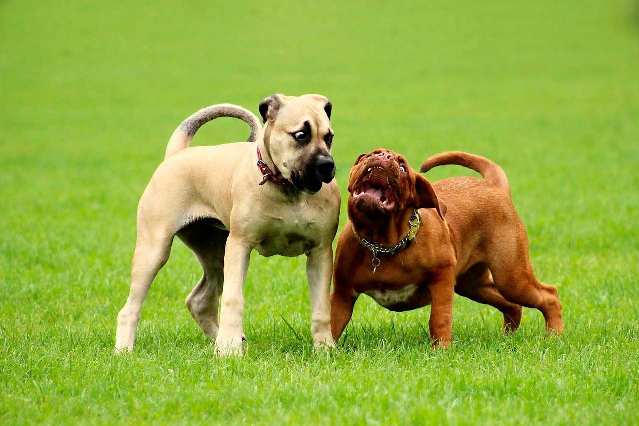 Displasia do cotovelo em cães