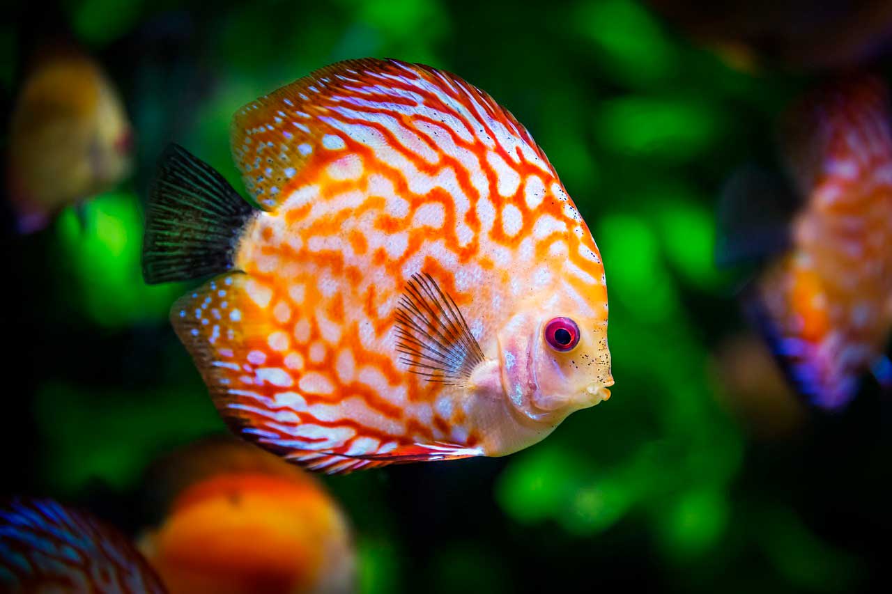 Doença da bolha do gás em peixes