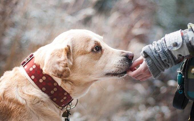 Doença cardíaca em cachorros