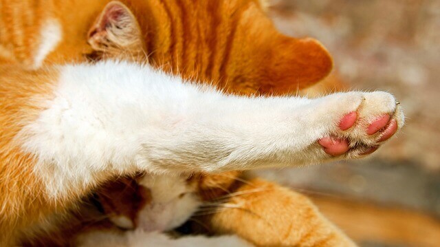 Doença de articulação degenerativa em gatos (artrite)
