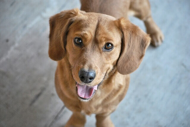 Doença dentária em cães