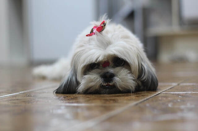 Doença do fígado em um Shih Tzu