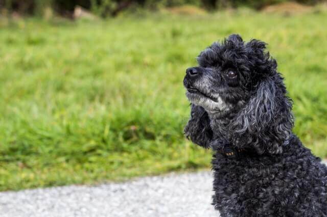 Doença da medula espinhal em cães