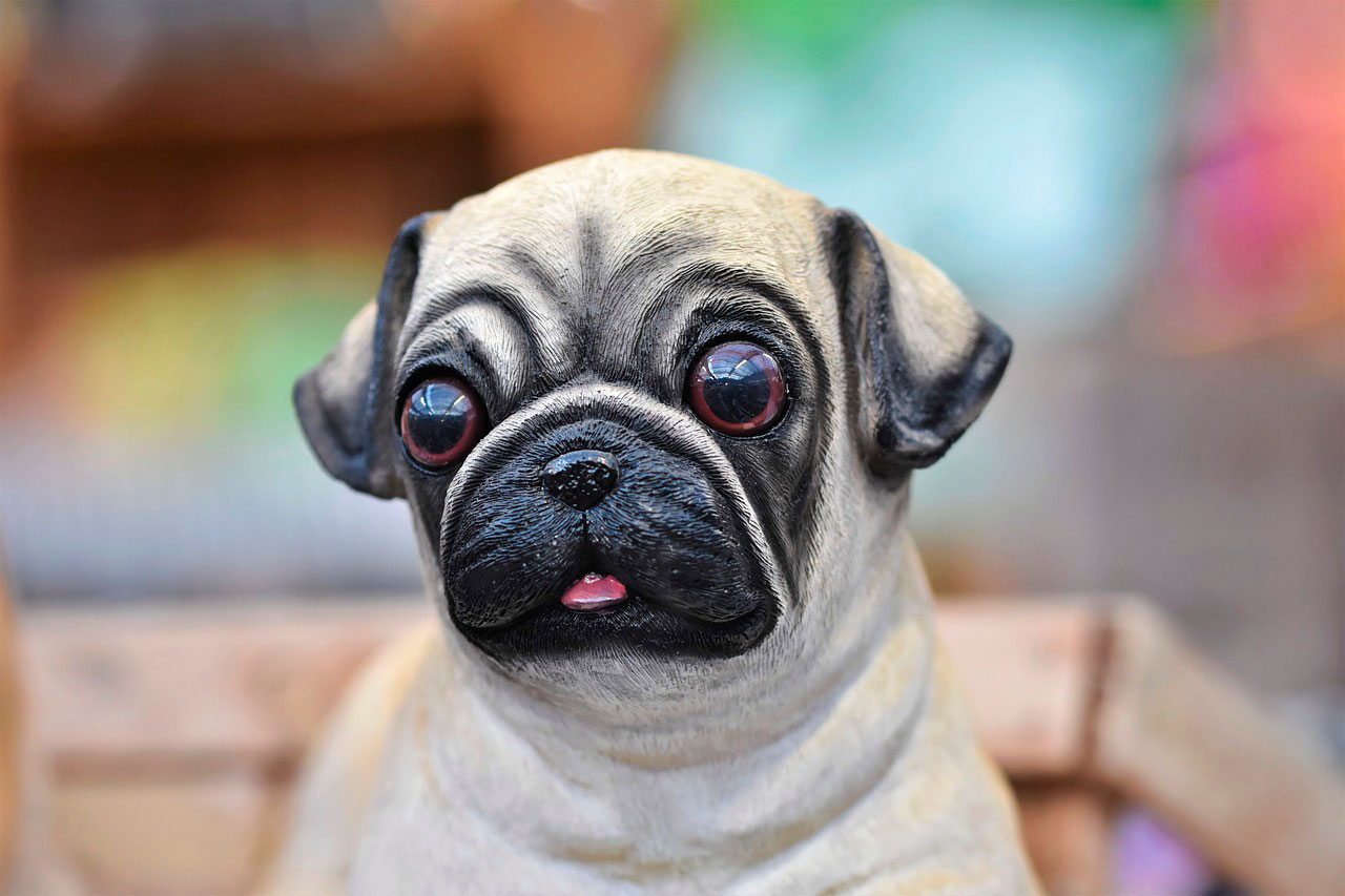 Doença Oculares em Pugs