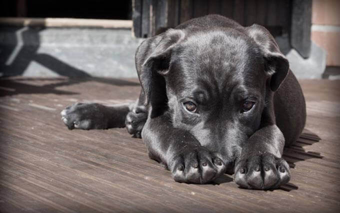 Doença renal em cachorros