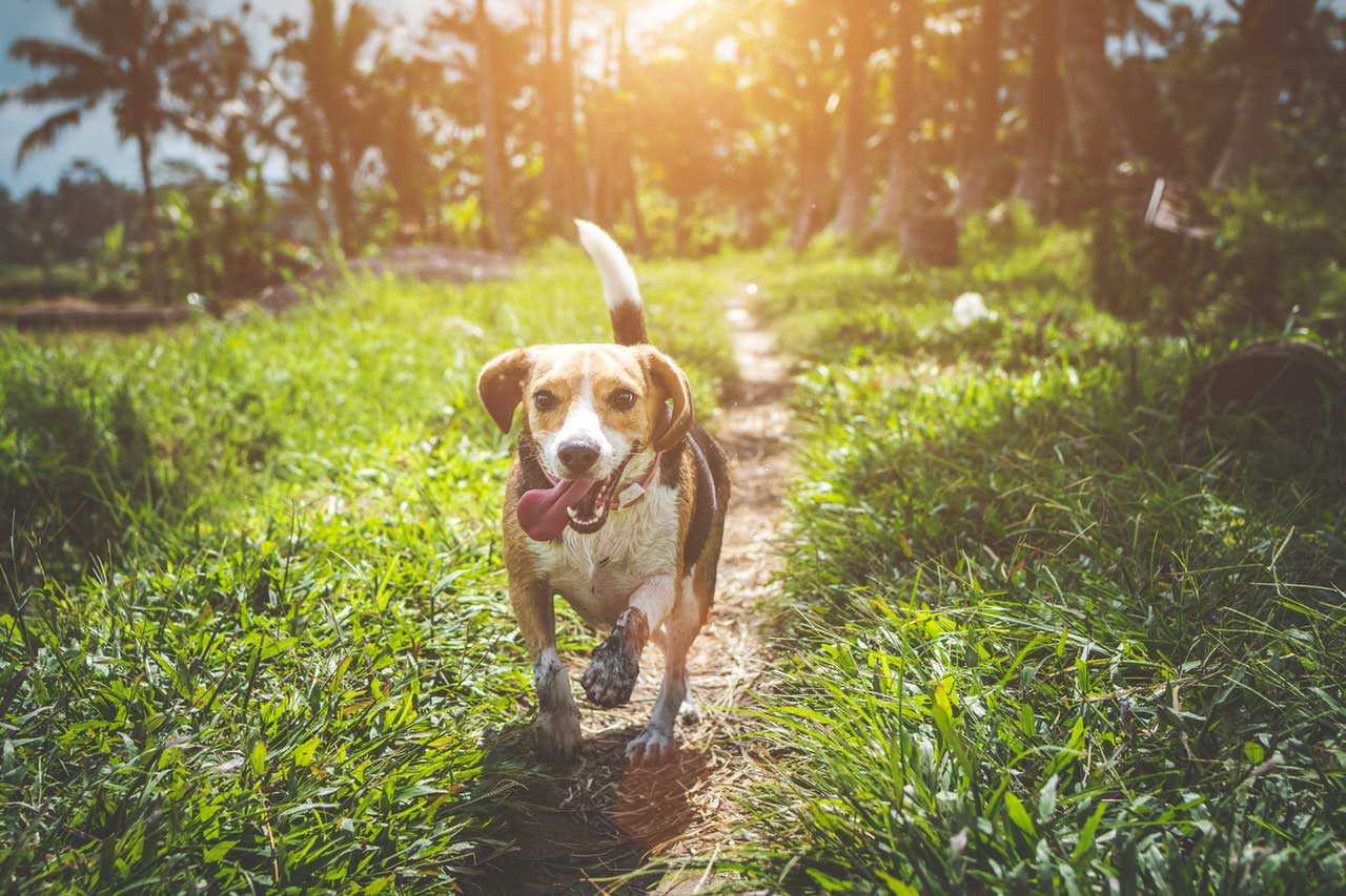 Doença vestibular em cães