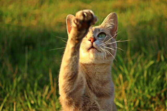 Doença vestibular em gatos