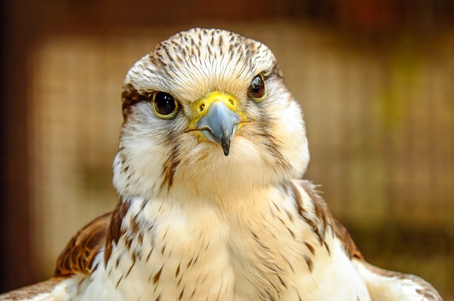 Doenças bacterianas em aves