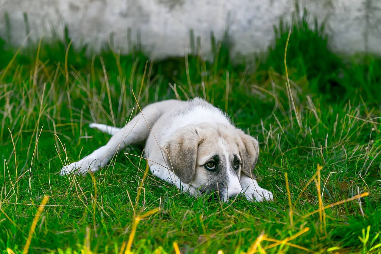 Doenças de cães que espalham através das fezes