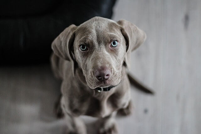 Doenças Comuns de Cães Weimaraner