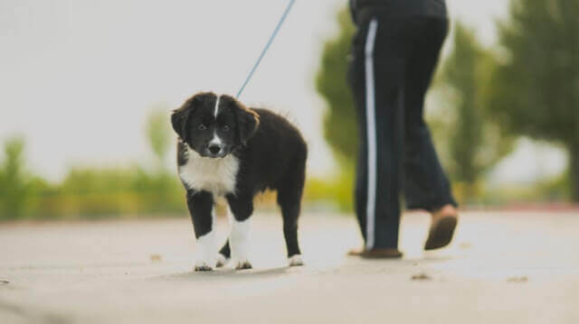 Doenças Comuns em Border Collie 