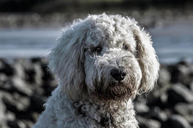 Doenças da paratireóide em cães