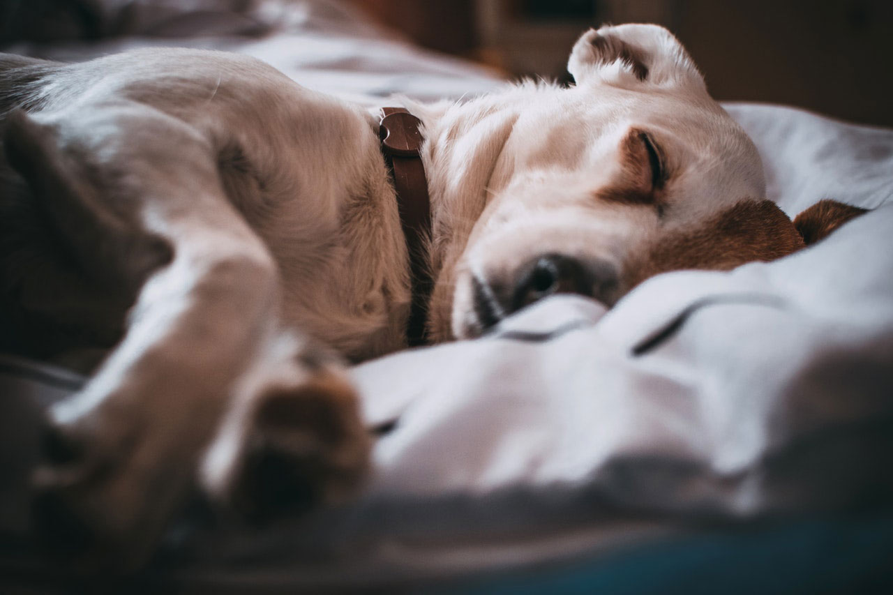 Doenças mortais em cães