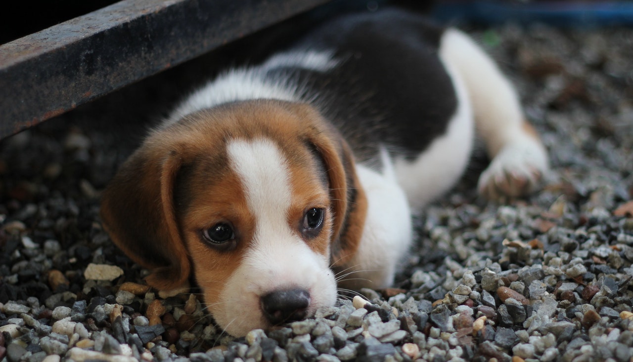 O que são doenças respiratórias infecciosas em cães?