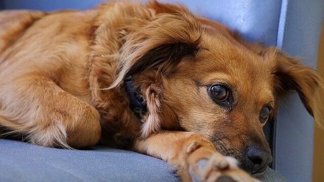 Dor (Aguda, Crônica e Pós-operatória) em Cães