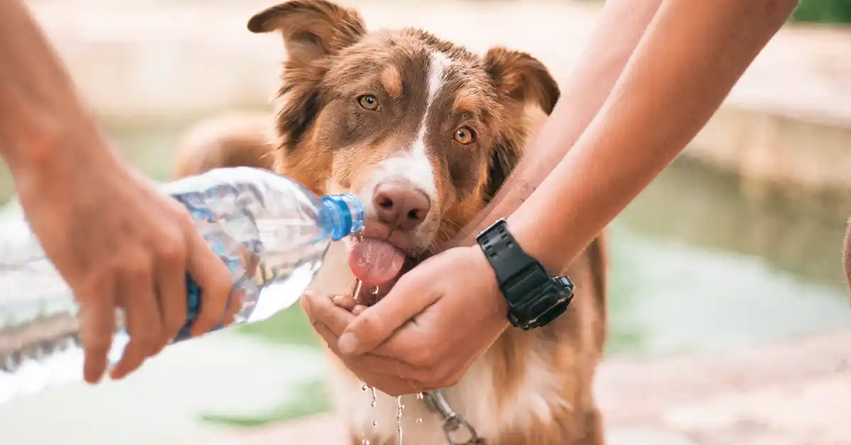 É normal o cachorro tomar muita água? Descubra aqui!