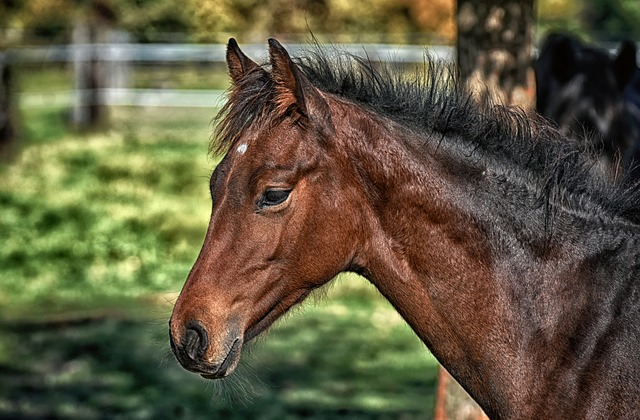 Envenenamento por Aflatoxina em Cavalos