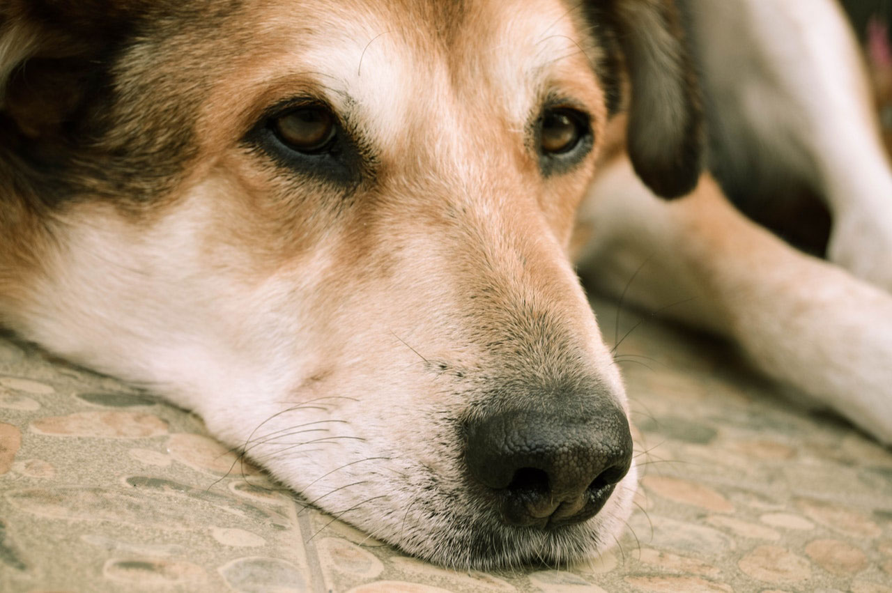 Envenenamento por ferro em cães | Causas, Estágios e Sintomas