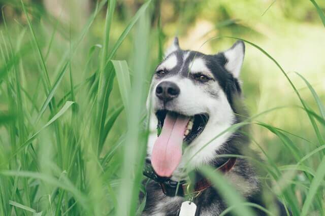 Epilepsia e convulsões em animais de estimação