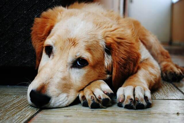 Estenose lombossacral em cães