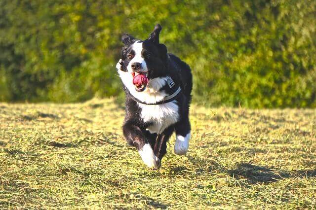 Estiramento ou rompimento do tendão de Aquiles em cães